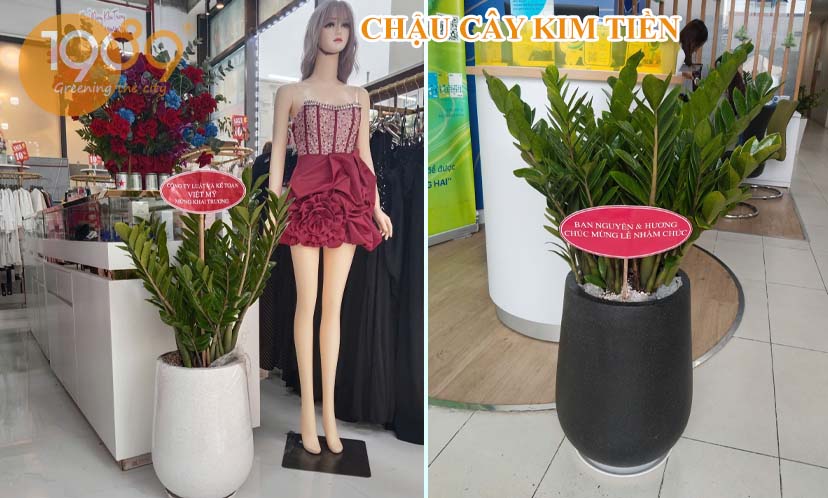 Vị Trí Đặt Cây Kim Tiền Trong Nhà Hợp Phong Thủy Và Thu Hút Tài Lộc