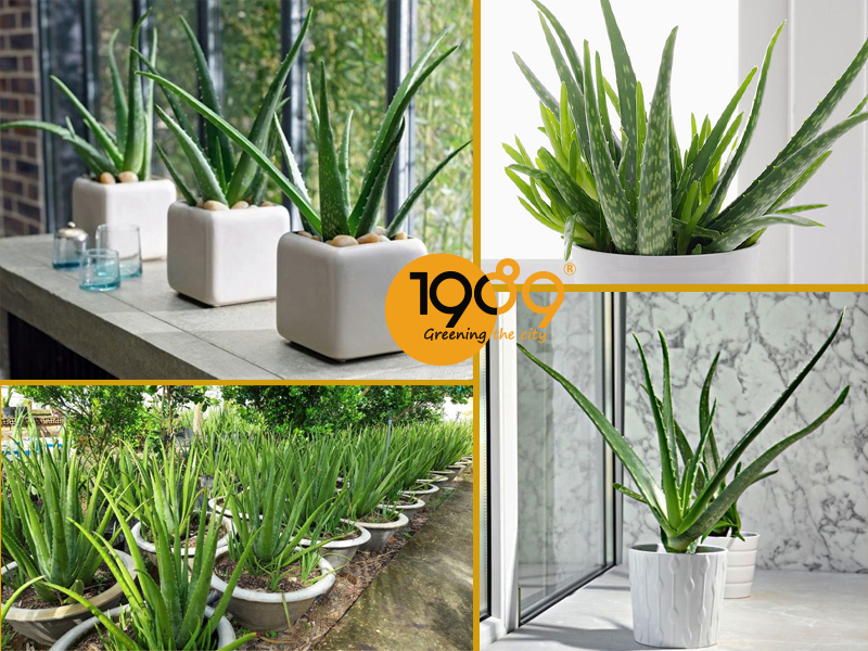 Top 7 Cây Nội Thất Dễ Chăm Sóc Giúp Căn Nhà Luôn Xanh Mát