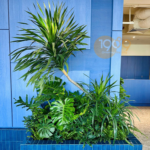 Cây Phát Tài Núi – Mua Cây Trang Trí Nội Thất & Quà Tặng Khai Trương | 1989