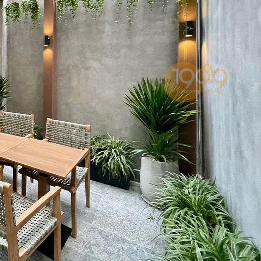 Cây Phát Tài Núi – Mua Cây Trang Trí Nội Thất & Quà Tặng Khai Trương | 1989