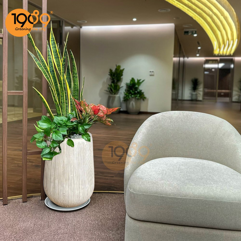 Cây lưỡi hổ ra hoa – khoảnh khắc hiếm có