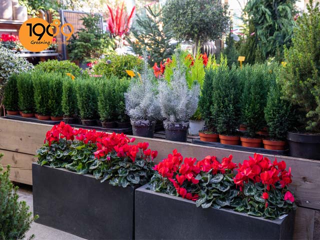 chậu cây sơn tùng noel giá rẻ nhất hcm