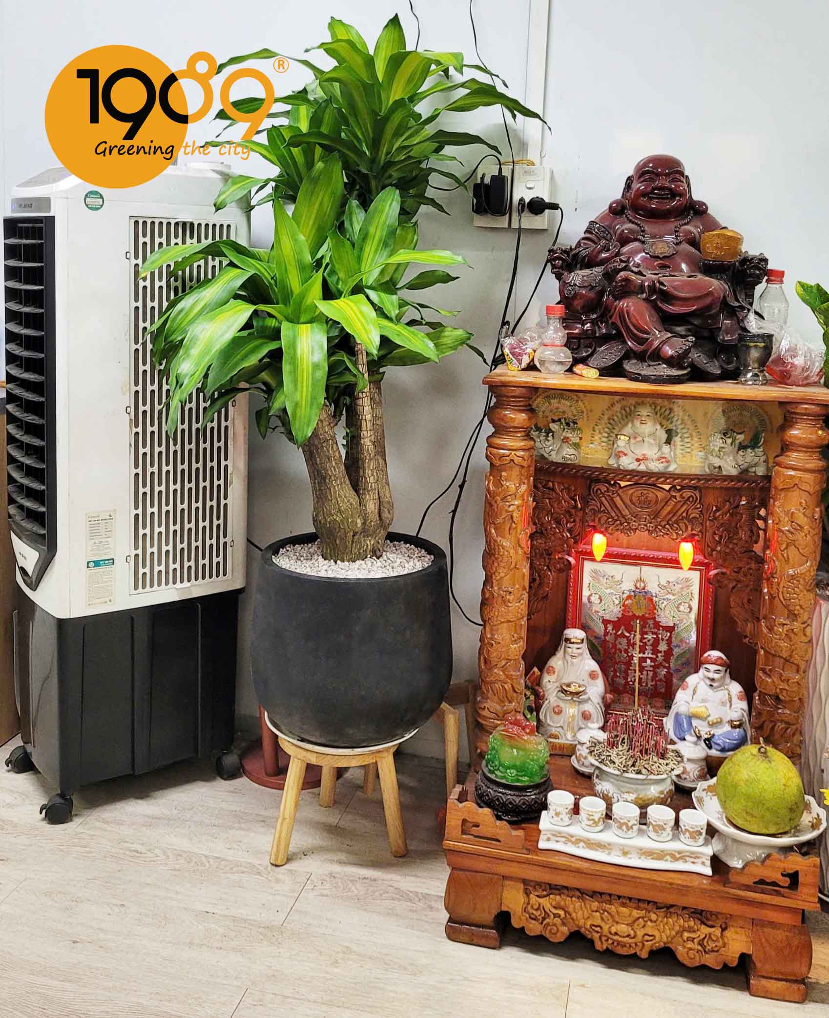 Chăm sóc cây để sàn: Bí quyết giữ lá xanh tươi trong phòng máy lạnh cả bốn mùa