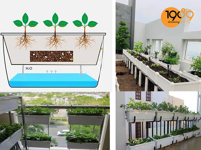 chậu cây thông minh tự tưới nước trồng rau