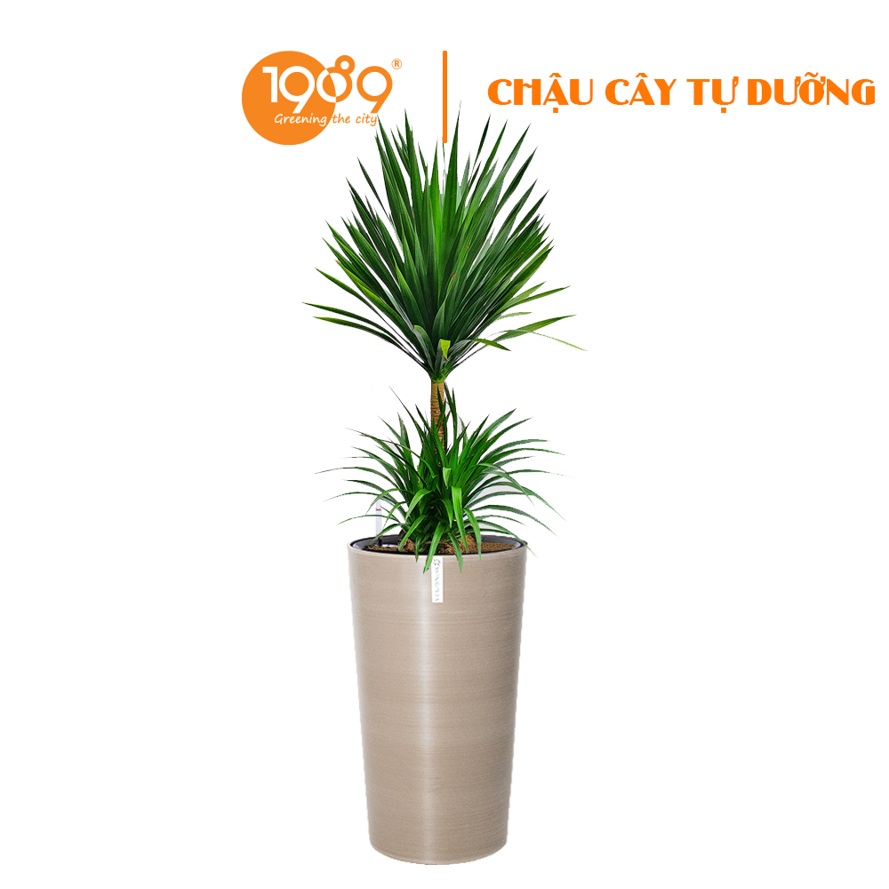 Top 15 Cây Xanh Văn Phòng Được Yêu Thích Nhất Giúp Thanh Lọc Không Khí, Tăng Năng Suất