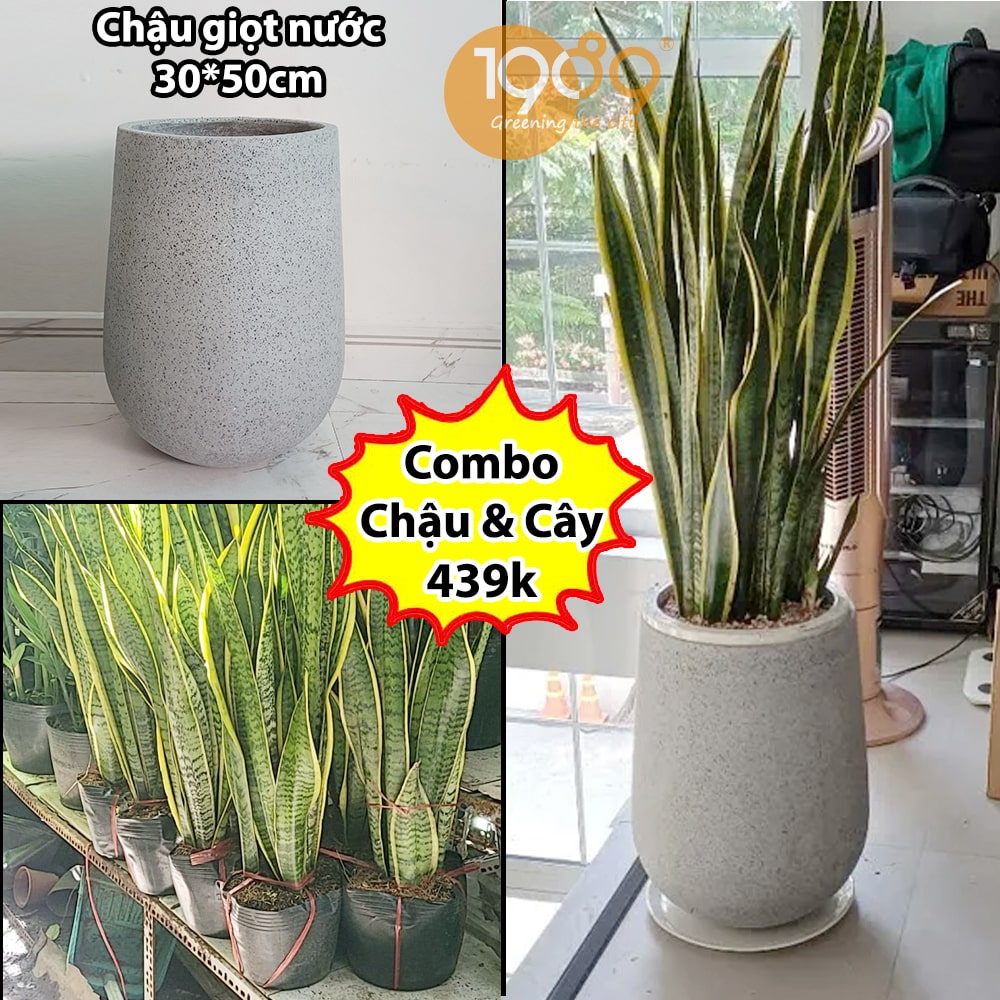 Cây Kim Tiền trồng trong chậu xi măng đá mài: