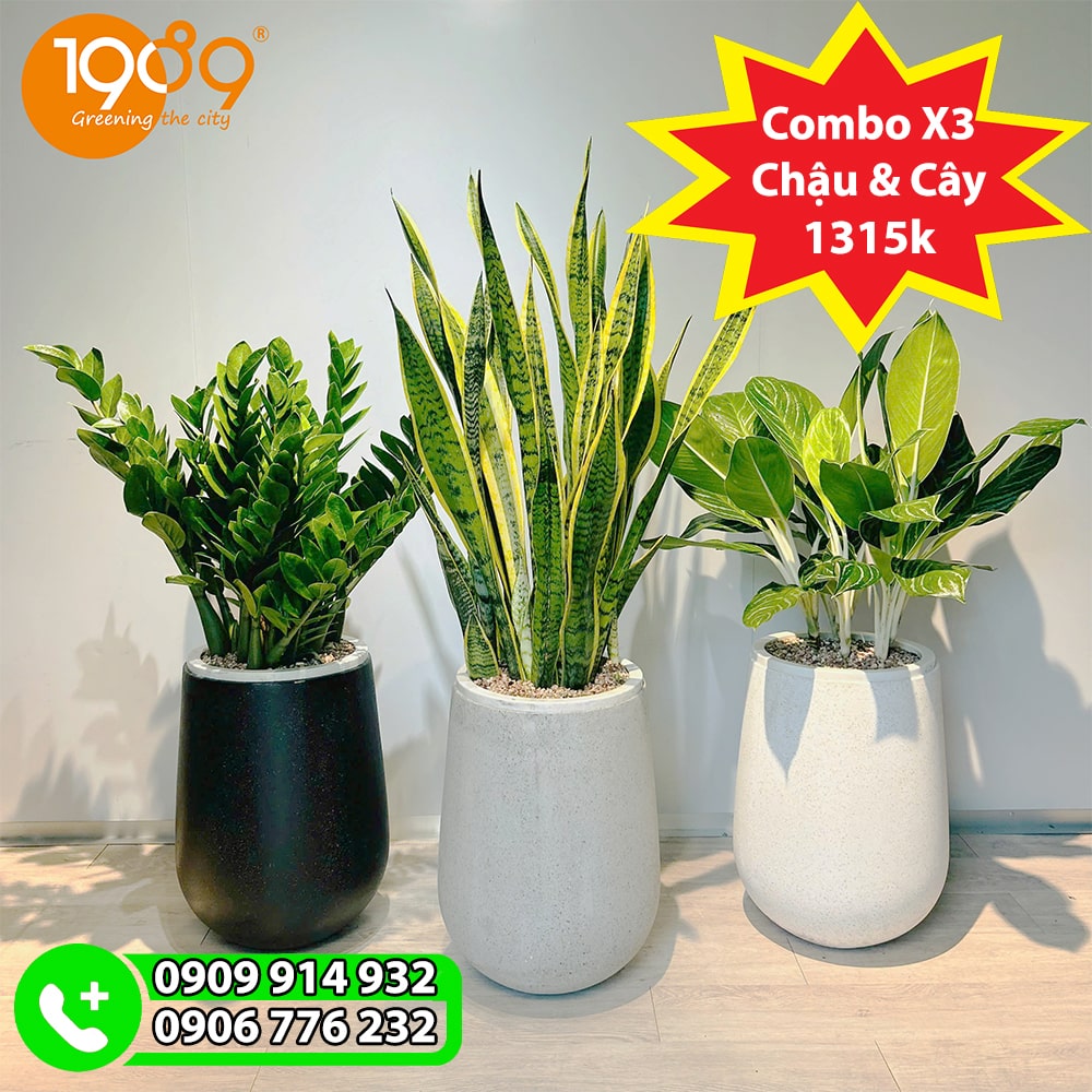 combo cây xanh trồng trong chậu xi măng đá mài: