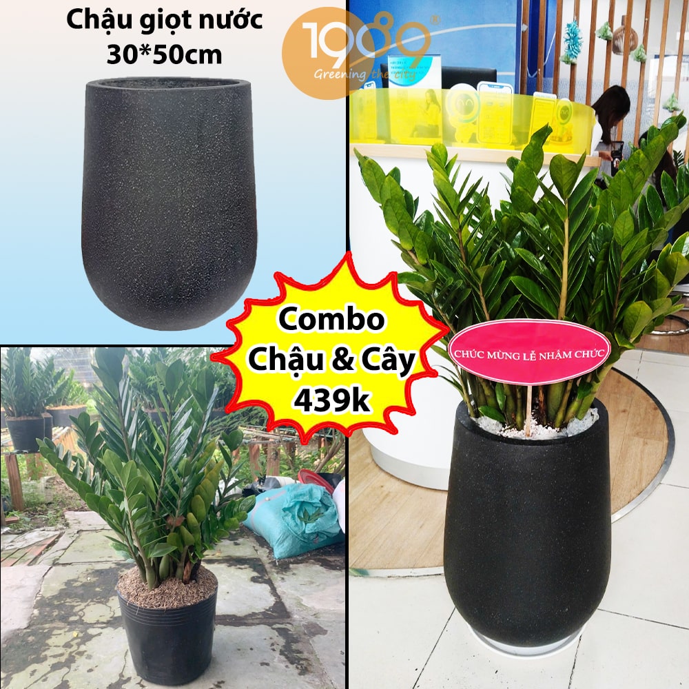 Cây Kim Tiền trồng trong chậu xi măng đá mài: