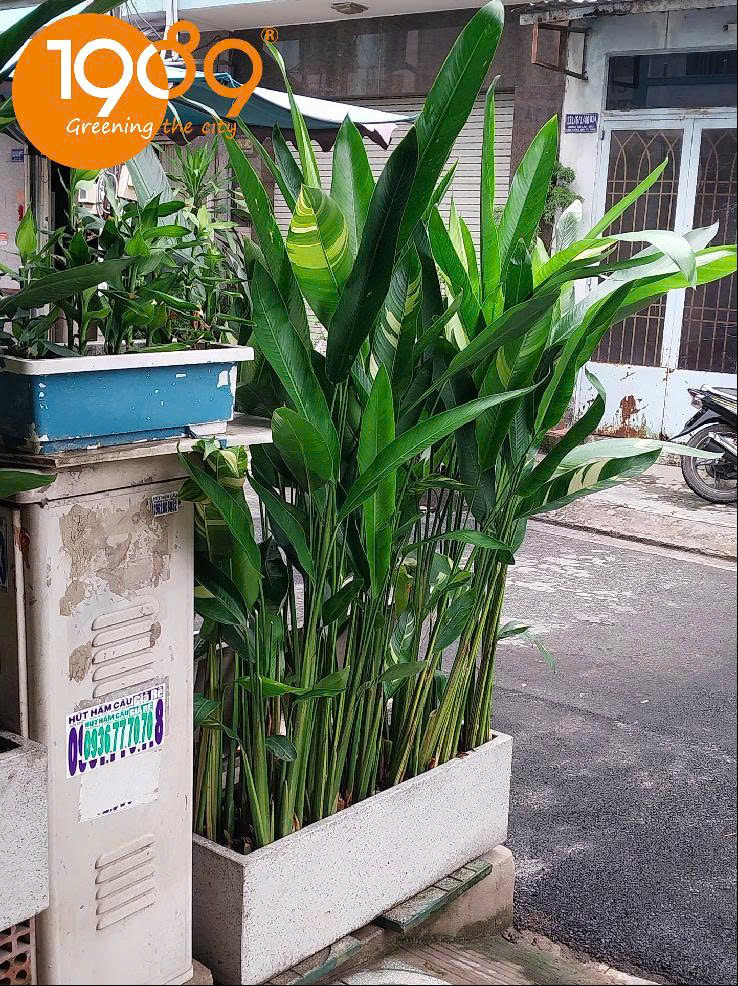 Chậu Cây Xi Măng Chữ Nhật: 3 Mẫu Đẹp – Bền – Rẻ Độc Quyền Tại 89 Landscape