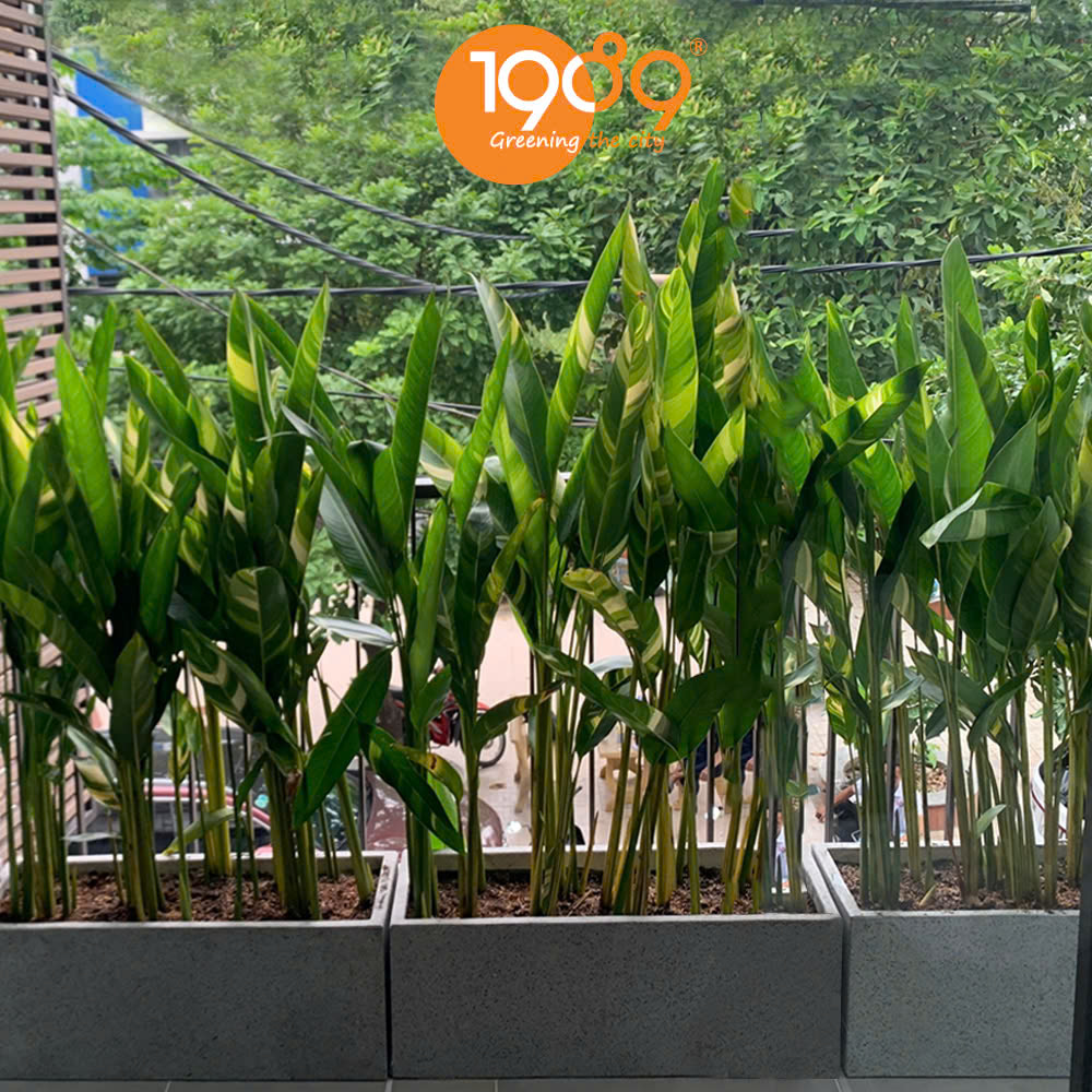 Chậu Trồng Cây