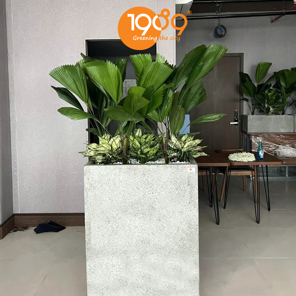 Vẻ Đẹp Chậu Xi Măng Đá Mài: Sự Kết Hợp Giữa Thô Mộc và Tinh Tế Cho Không Gian Sống