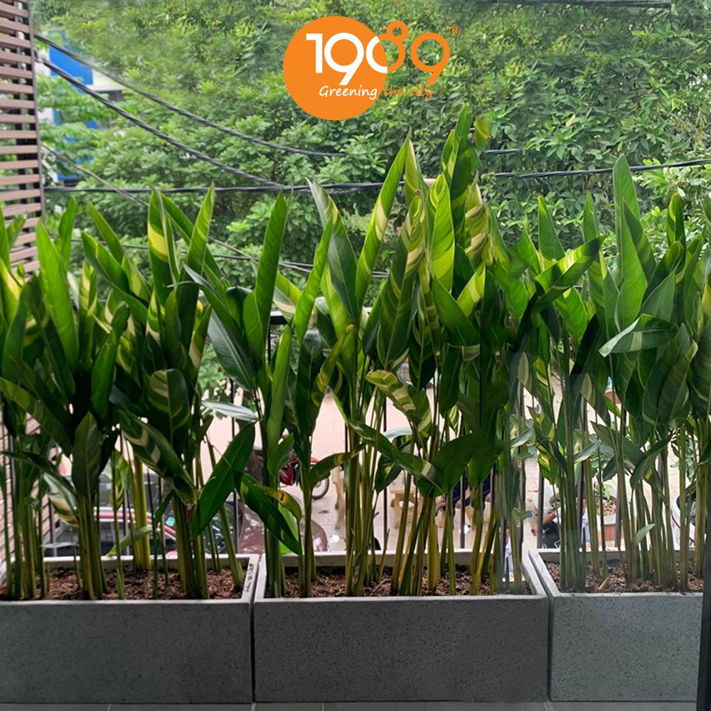 Ứng dụng của chậu xi măng trong đời sống