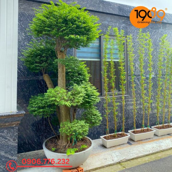 chậu xi măng đá mài