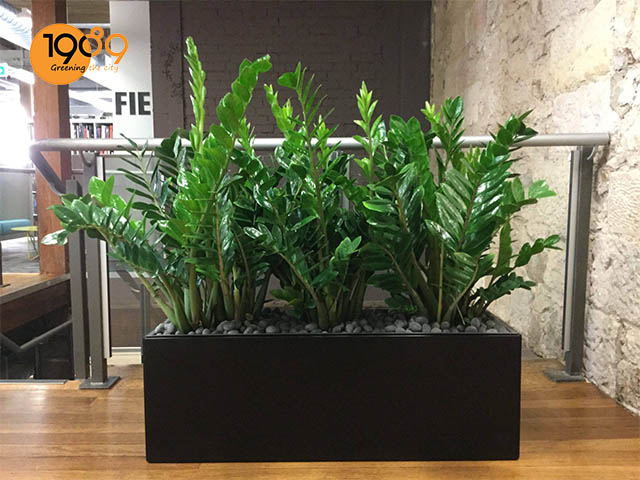 chậu đá mài chữ nhật Chậu phù hợp với mọi không gian