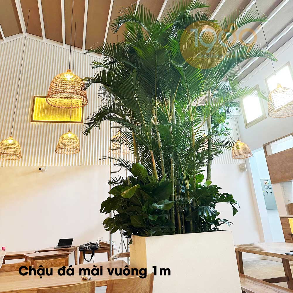 chậu đá mài vuông 1m
