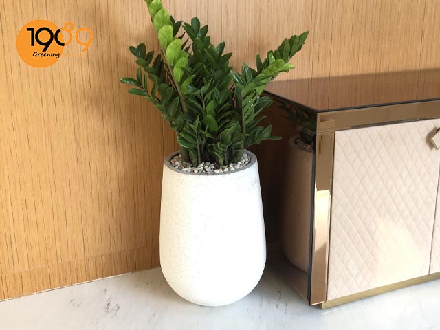 Top 15 Cây Xanh Văn Phòng Được Yêu Thích Nhất Giúp Thanh Lọc Không Khí, Tăng Năng Suất