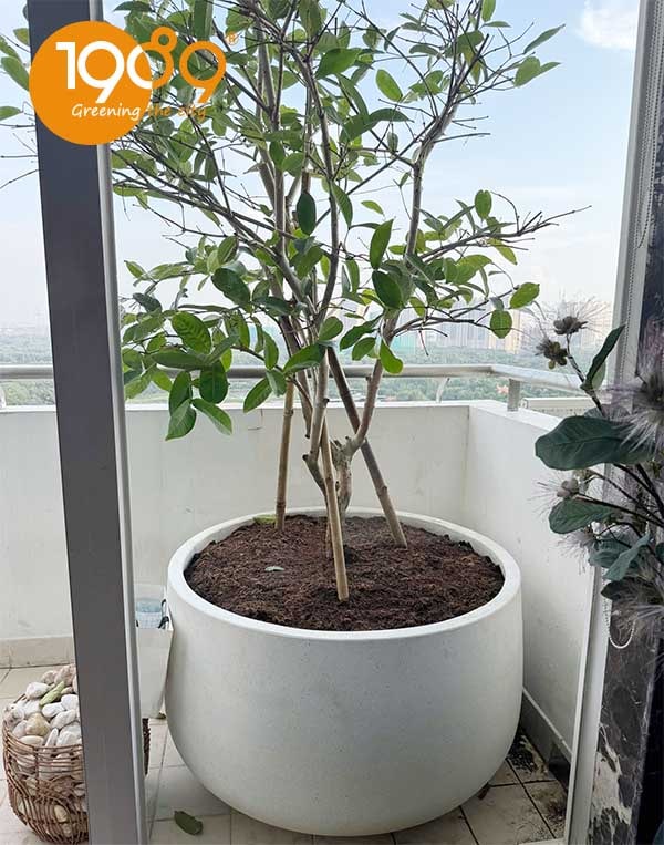 chậu xi măng đá mài tròn bầu 60*100