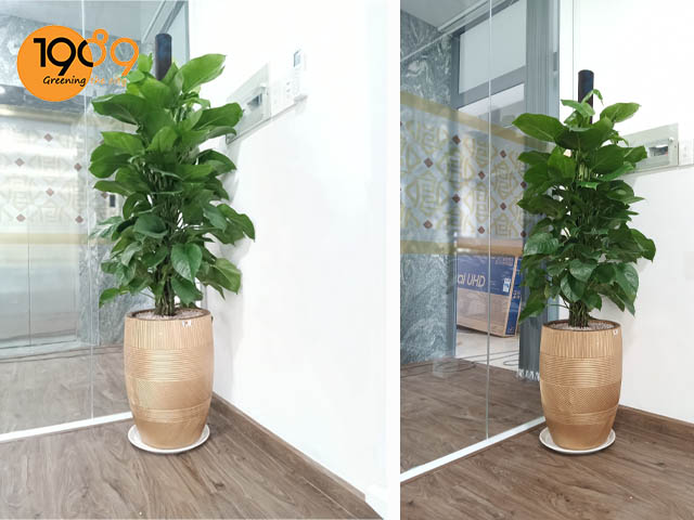 Chậu cây trầu bà cột