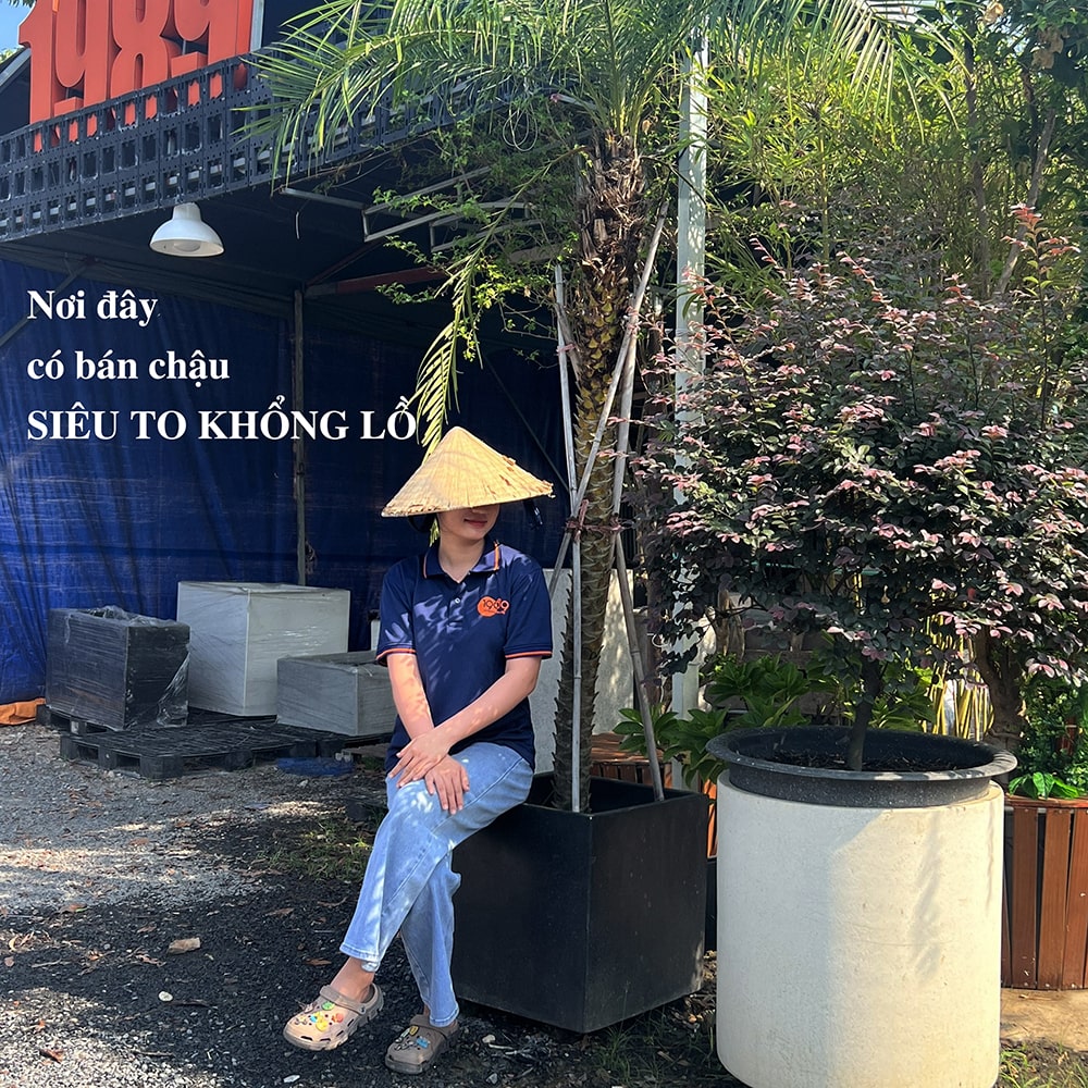 Chậu đá mài lớn trồng cây