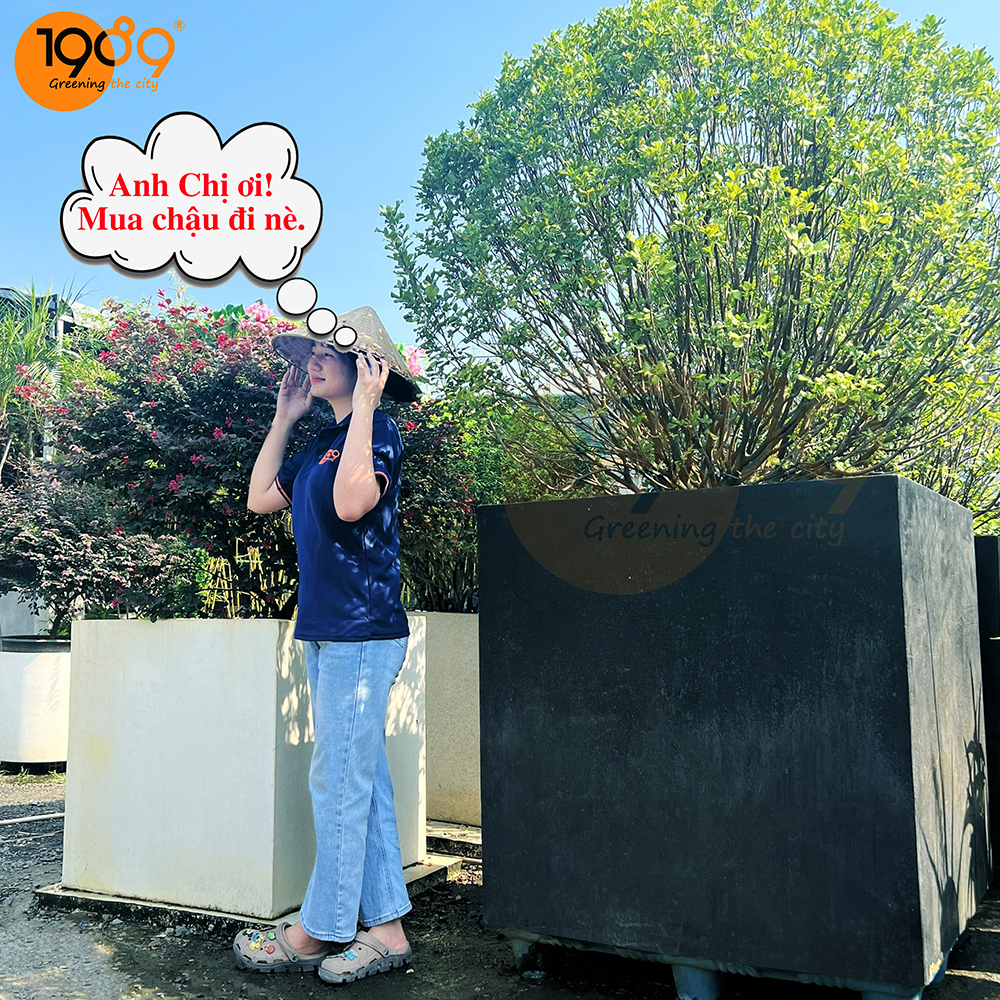 chậu cây cảnh vuông 1m