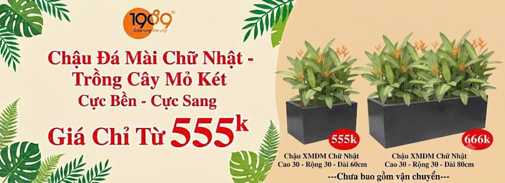 chậu chữ nhật trồng cây