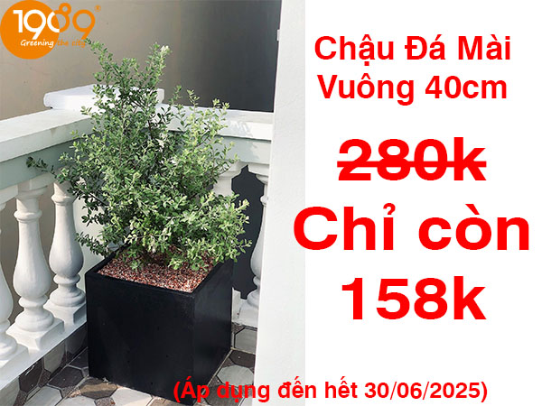 Mua ngay chậu đá mài vuông 40cm bạn ơi