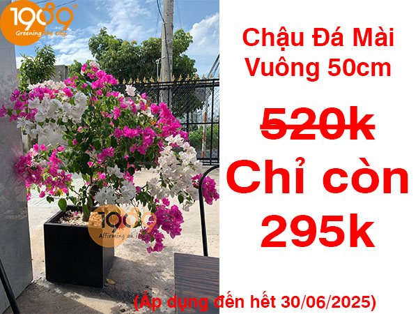 Mua ngay chậu đá mài vuông 50cm bạn ơi