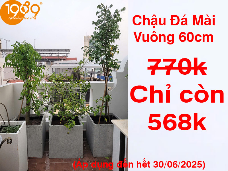 Mua ngay chậu đá mài vuông 60cm bạn ơi