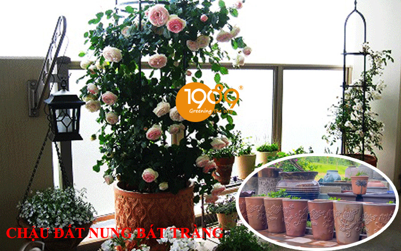 Mua Chậu Trồng Hoa Hồng Đẹp