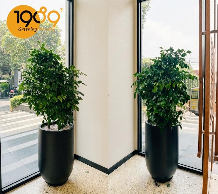 Chậu đầu đạn 50x80 trồng cây hạnh phúc