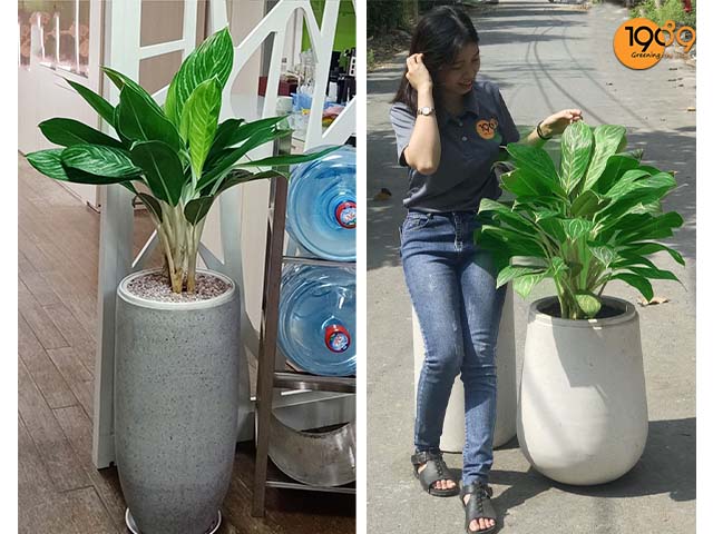 chậu để sàn bạch mã hoàng tử hcm