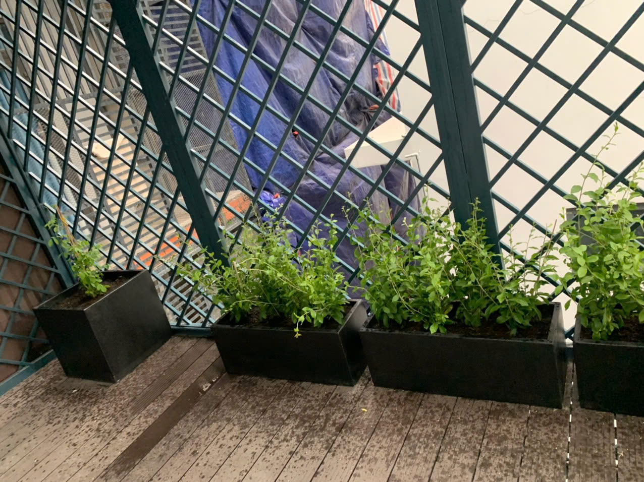 Chậu cảnh chữ nhật giá rẻ