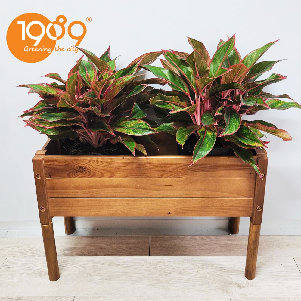 Cây để sàn cho nhà thiếu sáng: 12 lựa chọn xanh mát và bí quyết chăm sóc bất bại