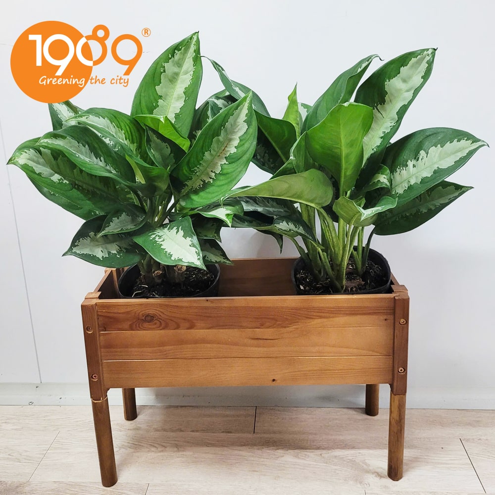 chậu gỗ chữ nhật trồng cây lắp ráp có chân