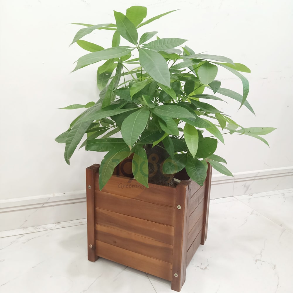 Chậu gỗ trồng cây ban công tại 1989 Landscape