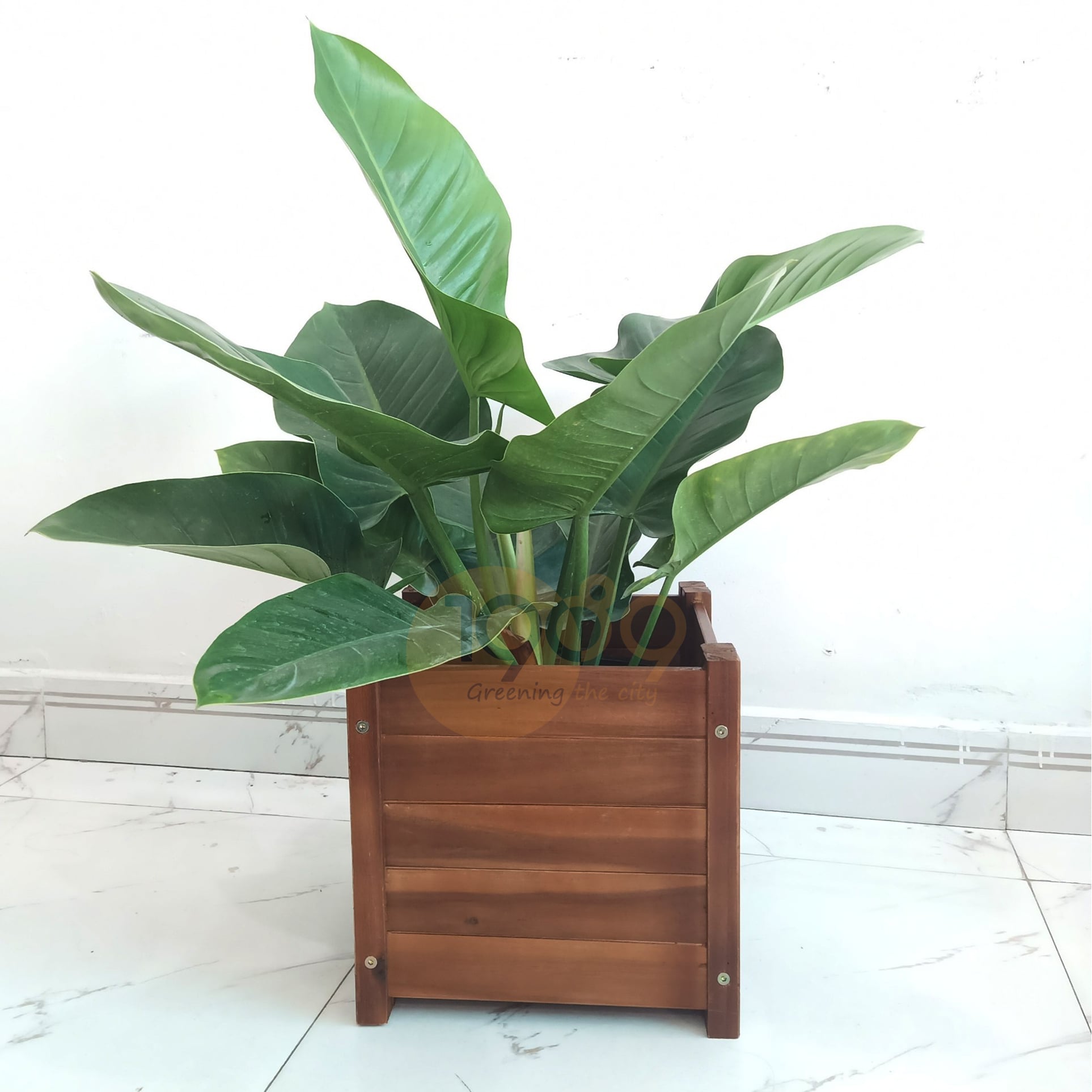 Top 15 Cây Xanh Văn Phòng Được Yêu Thích Nhất Giúp Thanh Lọc Không Khí, Tăng Năng Suất