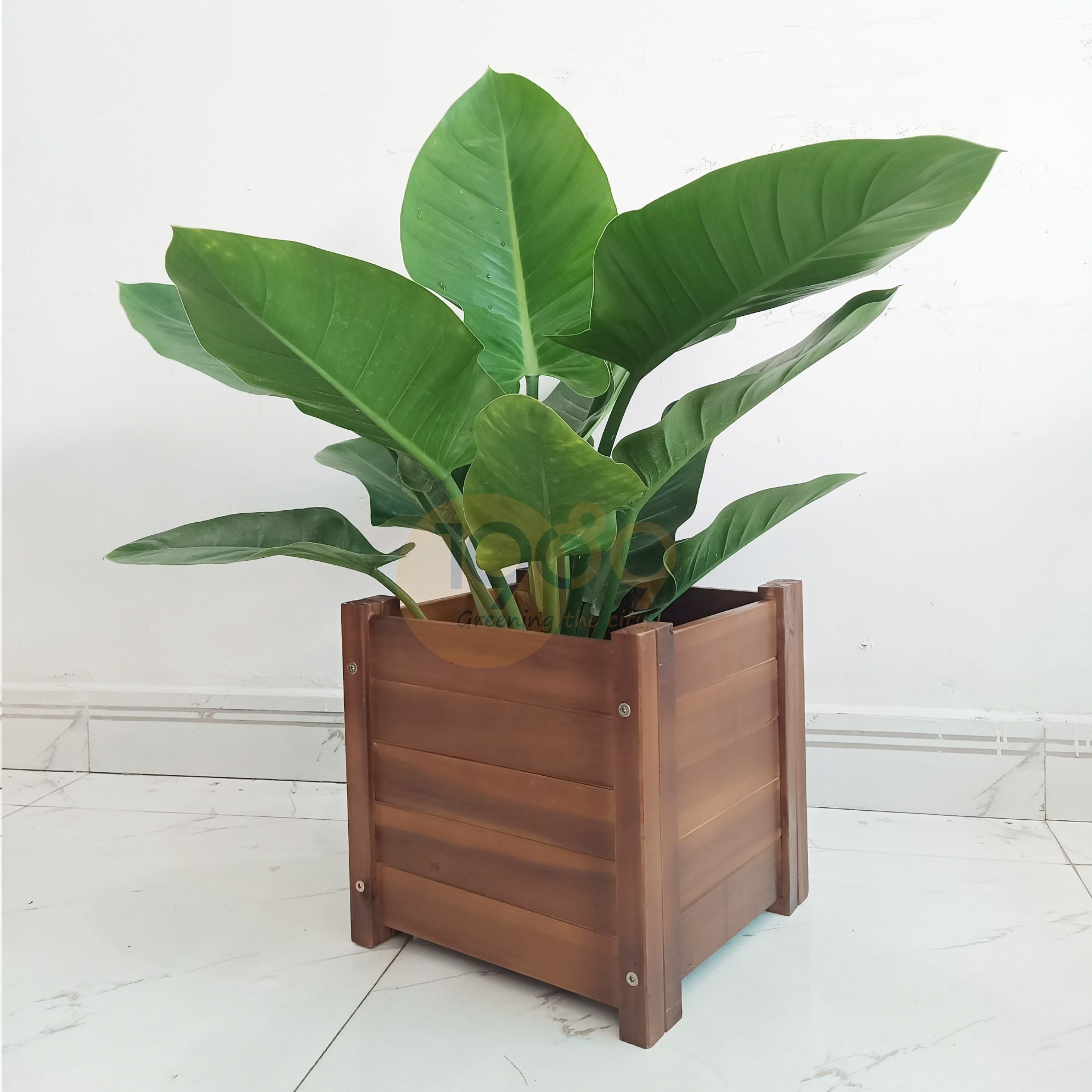 Top 5 Cây Để Sàn Đẹp Nhất Năm 2025: Gợi Ý Trang Trí Không Gian Sống Hiện Đại