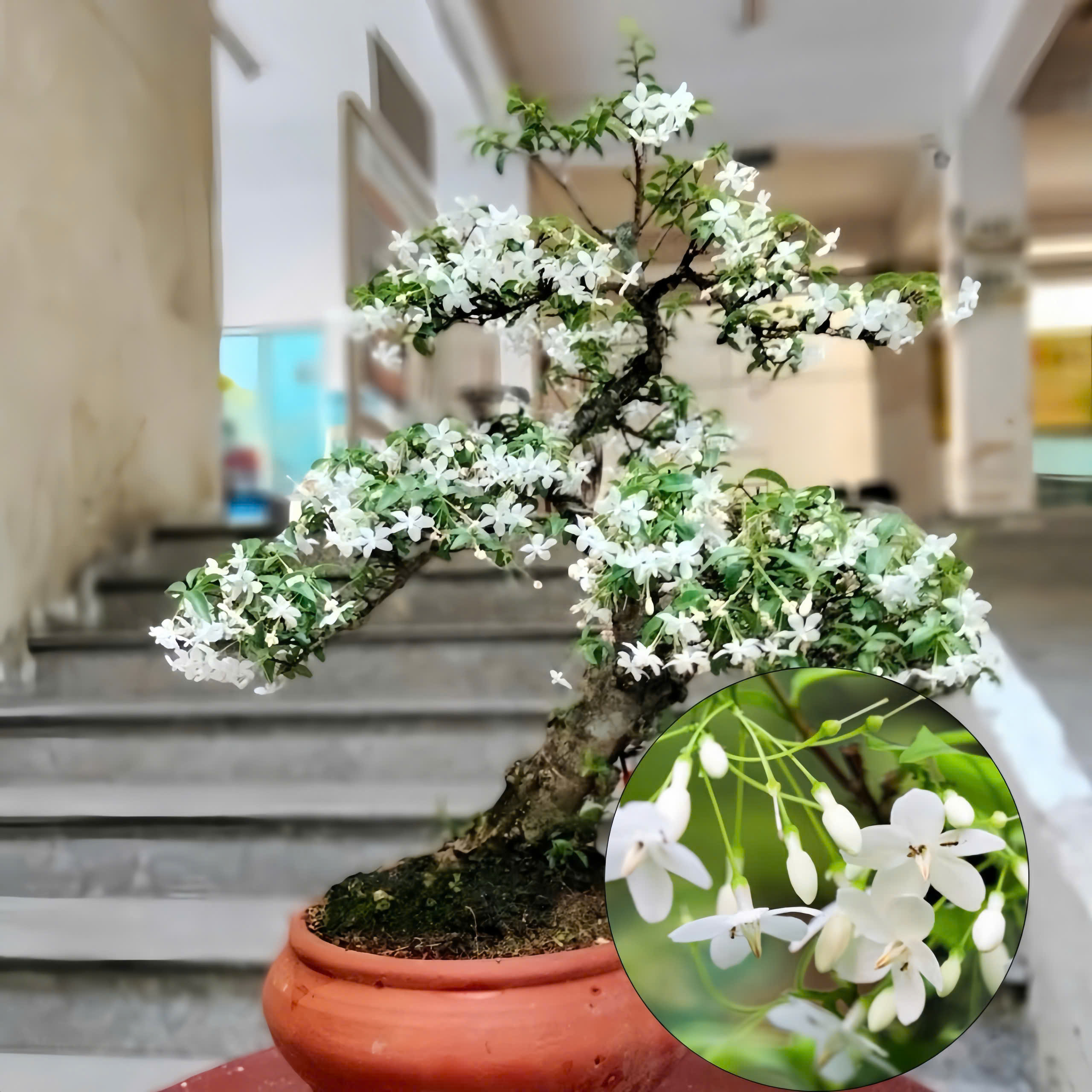 hoa mai chiếu thủy bonsai trang trí tết