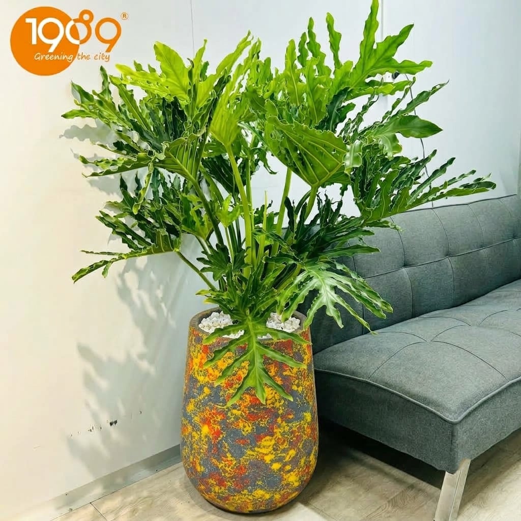 Trầu Bà Thanh Xuân