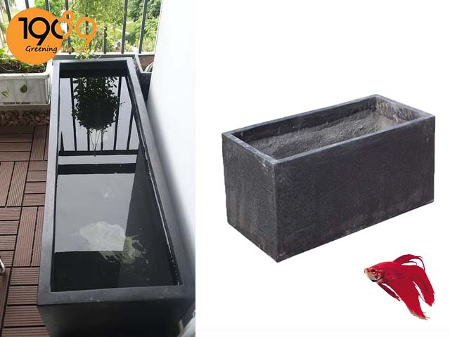 chậu kiểng hình chữ nhật - chậu xi măng nuôi cá cảnh