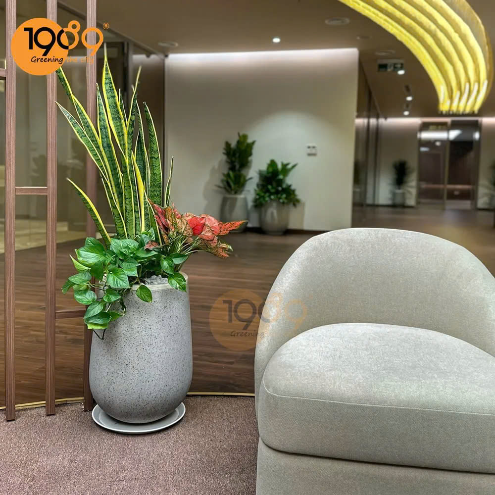 chậu cây lưỡi hổ mix