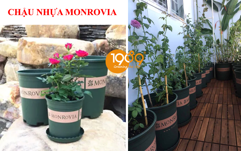 Mua Chậu Trồng Hoa Hồng Đẹp