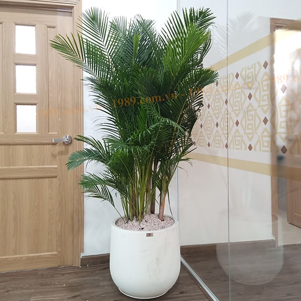 1989JSC Trang Trí Cây Xanh Văn Phòng Hoàng Cát Group