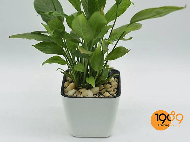 chậu thông minh tự tưới nước