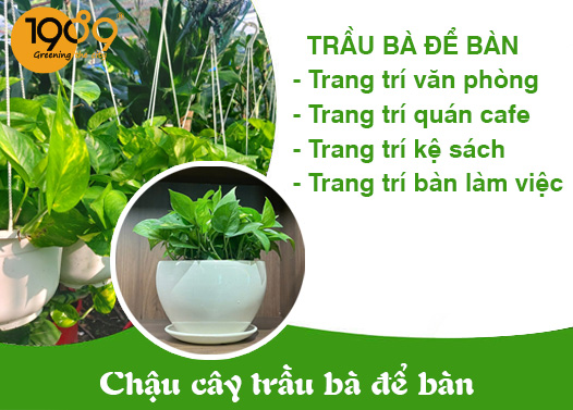 cây trầu bà