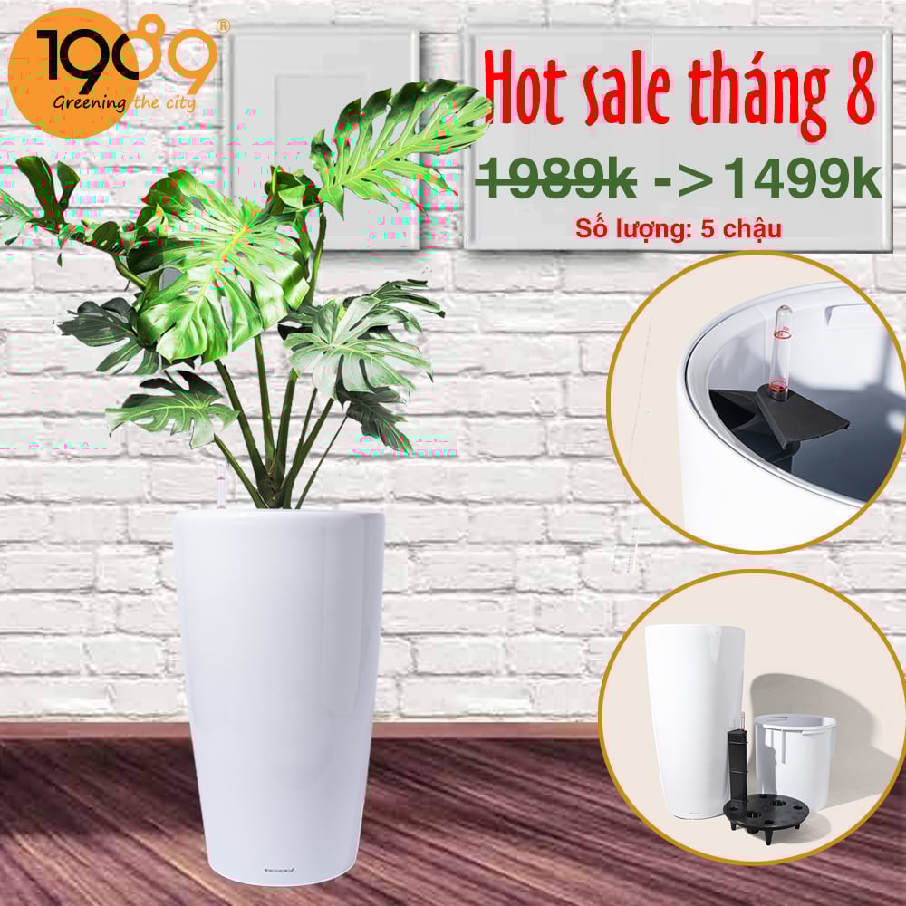 Trầu Bà Nam Mỹ Venus Tự Dưỡng: Thổi Bừng Sức Sống Nhiệt Đới Cho Không Gian