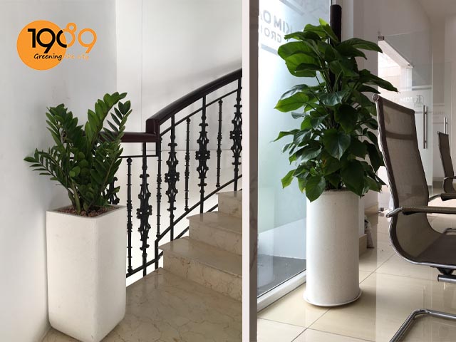 chậu tròn trụ và chậu đá mài vuông bo màu trắng