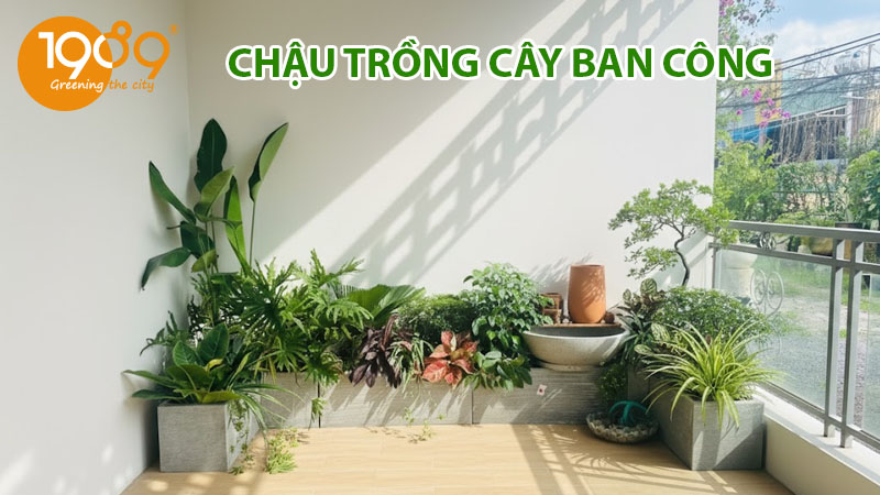 TOP 5+ MẪU CHẬU TRỒNG CÂY BAN CÔNG ĐẸP, BỀN NHẤT 2025 – GIÁ TỐT TỪ 1989