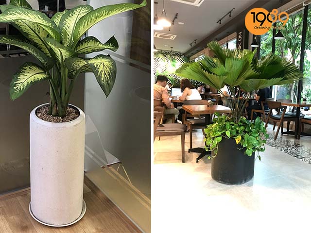 chậu trồng cây cảnh trang trí ngày tết tròn trụ