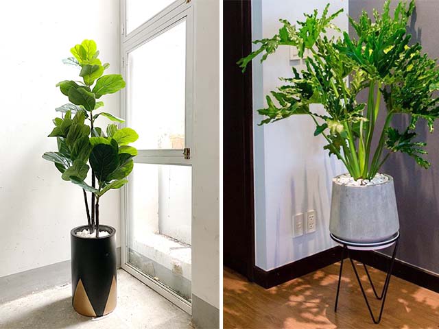 chậu trồng cây cảnh